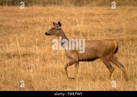 Sambar deer (Rusa unicolor) Foto Stock