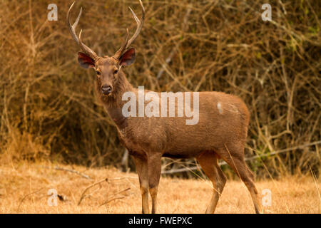 Sambar deer (Rusa unicolor) Foto Stock