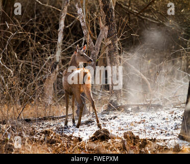 Sambar deer (Rusa unicolor) Foto Stock