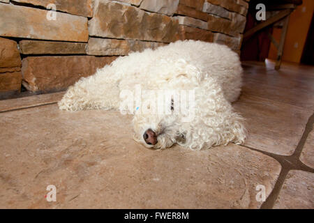 Un cane bianco fissa sul terreno in una cantina e dorme sulla superficie fredda in un caldo giorno d'estate. Foto Stock