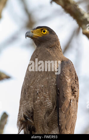 Crested Eagle serpente in appoggio su una struttura ad albero Foto Stock