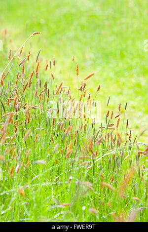 In un prato di erba in un campo con attenzione è fotografato con una profondità di campo ridotta. Foto Stock