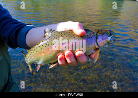 Cattura e rilascio la pesca è un grande modo sostenibile per godersi la pesca sportiva ancora lasciando il pesce come questa nativa della trota arcobaleno redside fo Foto Stock