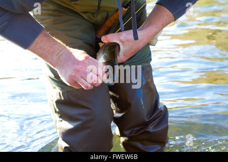 Cattura e rilascio la pesca è un grande modo sostenibile per godersi la pesca sportiva ancora lasciando il pesce come questa nativa della trota arcobaleno redside fo Foto Stock