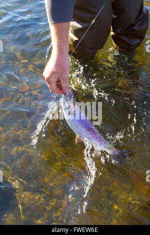 Cattura e rilascio la pesca è un grande modo sostenibile per godersi la pesca sportiva ancora lasciando il pesce come questa nativa della trota arcobaleno redside fo Foto Stock