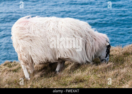 Blackface pecore pascolano sulla cima di una alta scogliera sul mare. Foto Stock