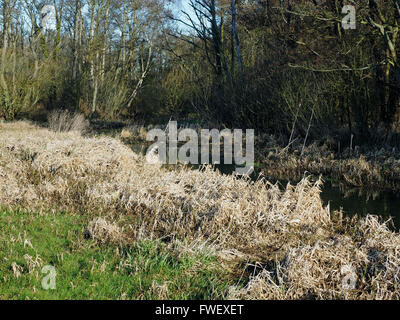 Il North Walsham e Dilham Canal (Fiume Ant) al di sotto del blocco di levigatura, Norfolk.male interramento in questa sezione saranno infine ripristinato per l'uso. Foto Stock