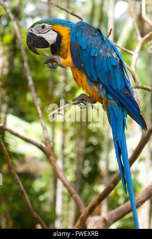Blu e Giallo macaw (blu e oro macaw) (Ara ararauna) vicino a Iquitos, amazzonico, Loreto, Perù. Foto Stock