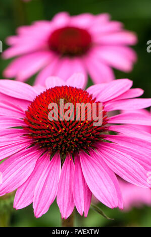 Primo piano immagine di due rosa e rosso dei fiori (Echinacea), uno a fuoco gli altri sfocati in background. Foto Stock