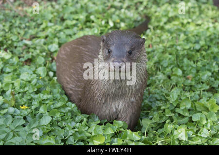 Lontra europea su uno sfondo verde Foto Stock