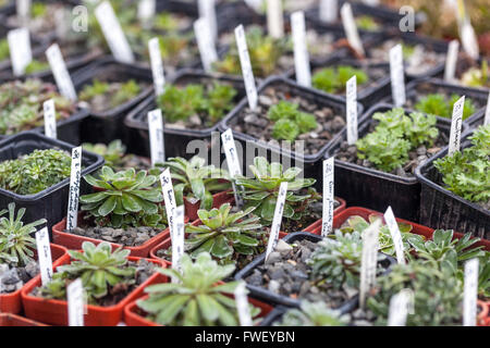 Rockery piante in vaso per la vendita sul mercato degli agricoltori Foto Stock