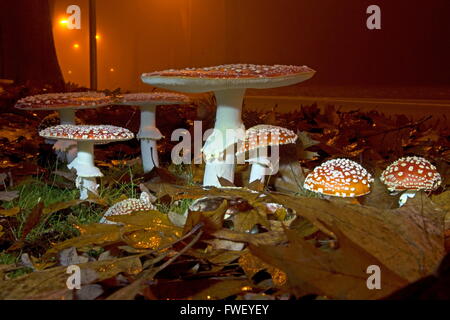 Vista notturna di volare funghi in banchina, Paesi Bassi Foto Stock