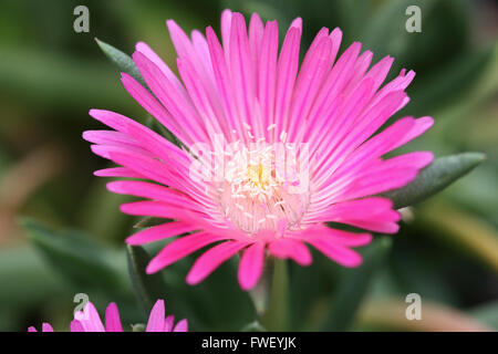 Macro shot di Cephalophyllum o noto come Lido Big Pink pieno fiore fiori Foto Stock