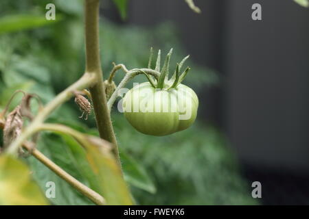 Pomodori acerbi sull'albero vite Foto Stock