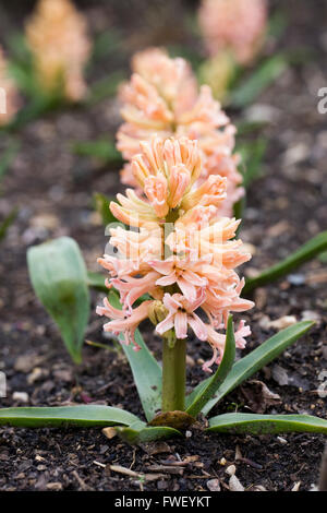 Color albicocca Hyacinthus orientalis fiori in primavera. Foto Stock