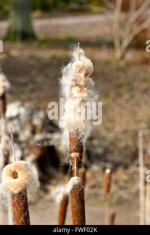 Comune di giunco (Typha latifolia), un erbacee perenni di piante di acquitrini crescono ad RHS Gardens, Wisley, Surrey, Regno Unito in inverno Foto Stock