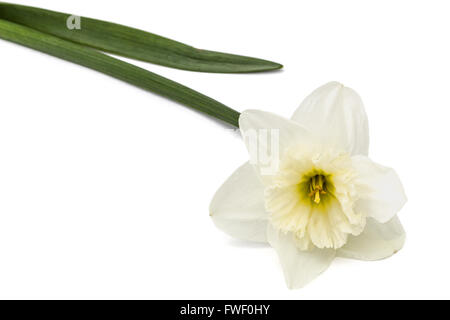 Fiore di bianco Daffodil (Narcissus), isolati su sfondo bianco Foto Stock