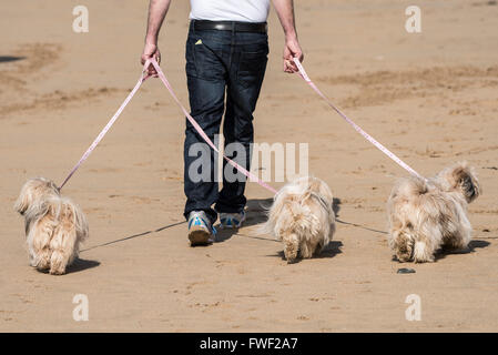 Un uomo cammina con tre cani Pedigree su Fistral Beach in Newquay, Cornwall. Foto Stock