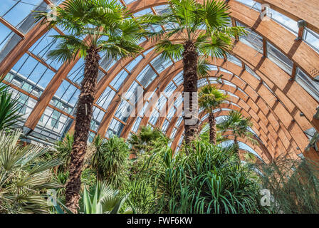 Sheffield Winter Garden, South Yorkshire, Inghilterra Foto Stock