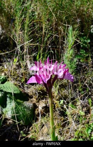 Butterfly orchid Orchis papilionacea Sierra Tejeda Parco Nazionale di Andalusia Spagna Foto Stock