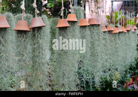 Tillandsia usneoides in negozio di fiori, Thailandia Foto Stock