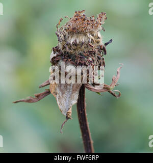 Asciugare il polline rose su albero Foto Stock