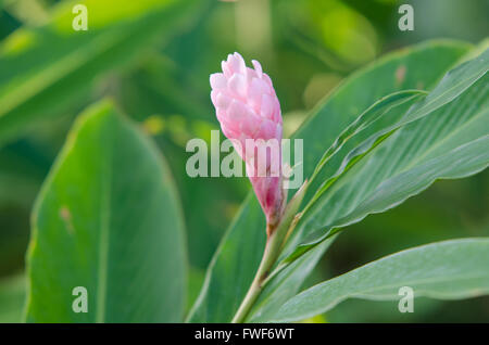 Rosa fiore allo zenzero Foto Stock