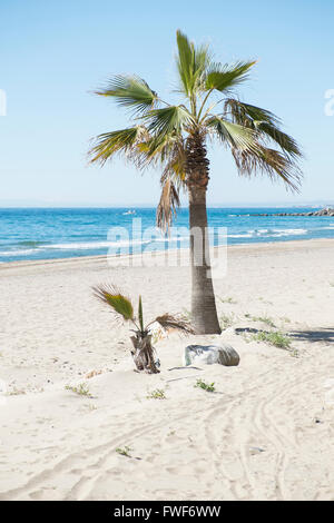 Washingtonia robusta sulla spiaggia. Marbella (Málaga, Spagna) Foto Stock