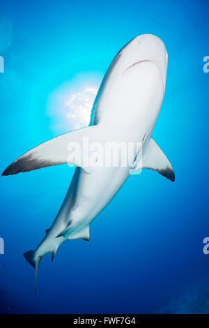 Caraibi squali di barriera, Carcharhinus perezi, Jardines de la Reina, Cuba, Mar dei Caraibi Foto Stock
