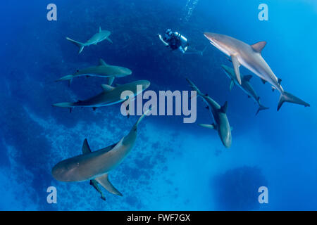 Caraibi squali di barriera, Carcharhinus perezi, Jardines de la Reina, Cuba, Mar dei Caraibi Foto Stock