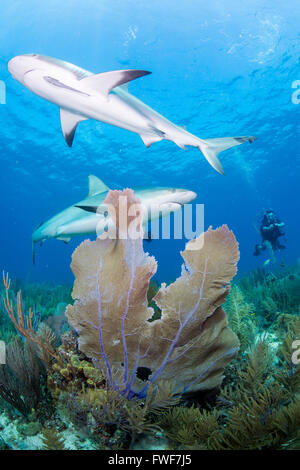 Caraibi squali di barriera, Carcharhinus perezi, Jardines de la Reina, Cuba, Mar dei Caraibi Foto Stock