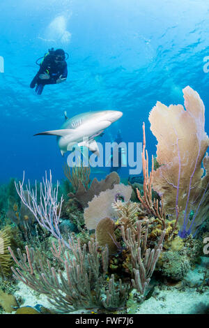 Caraibi squali di barriera, Carcharhinus perezi, Jardines de la Reina, Cuba, Mar dei Caraibi Foto Stock