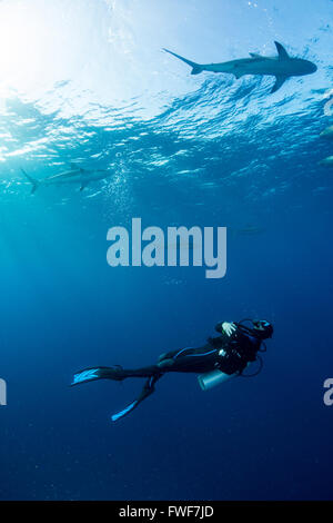 Caribbean reef shark Carcharhinus perezi, Jardines de la Reina, Cuba, Mar dei Caraibi Foto Stock