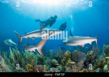 Caraibi squali di barriera, Carcharhinus perezi, Jardines de la Reina, Cuba, Mar dei Caraibi Foto Stock