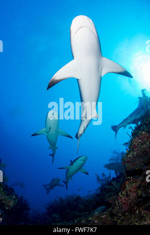 Caraibi squali di barriera, Carcharhinus perezi, Jardines de la Reina, Cuba, Mar dei Caraibi Foto Stock