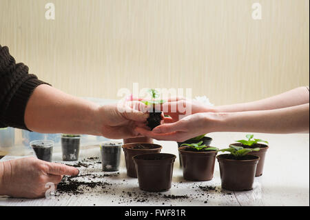 Immagine della vecchia donna la mano e la mano di una ragazza giovane azienda giovane pianta che cresce in un grumo di suolo. Foto Stock