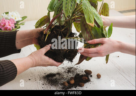 Vecchia donna la mano e la mano della ragazza. Madre dando houseplant figlia che cresce in forfettaria del suolo. Foto Stock