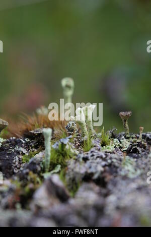 Macro di diverse cup licheni (Cladonia specie) in legno morto. Foto Stock