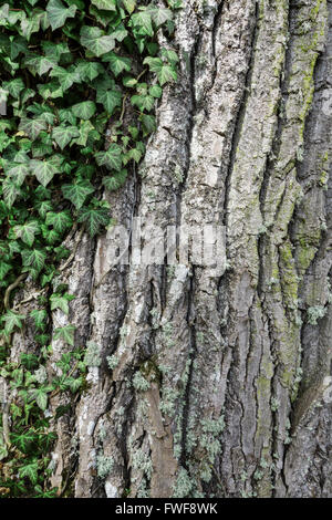 Ivy cresce su una spessa vecchio tronco di albero Foto Stock