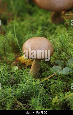 La Betulla bolete (Leccinum scabrum) in Svezia. Foto Stock