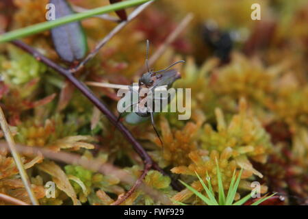 Ant cercando di salire su una cannuccia. Foto Stock