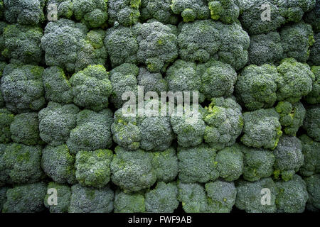 Un impaccato pila di broccoli sul display nel produrre la sezione di un negozio di alimentari Foto Stock