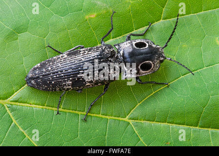 Eastern Eyed Click Beetle (Alaus oculatus) on leaf, Eastern USA, by Skip Moody/Dembinsky Photo Assoc Foto Stock