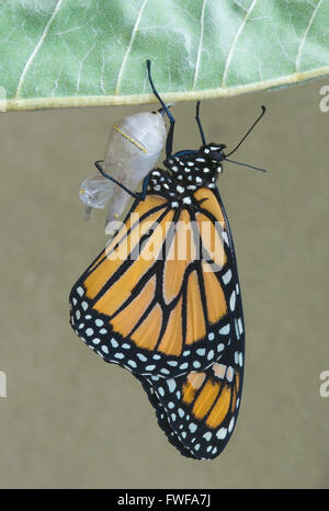 Farfalla monarca Danaus plexippus adulto appena emerso dal crisalide & essiccazione USA orientale Foto Stock