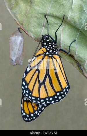 Farfalla monarca Danaus plexippus adulto appena emerso dal crisalide & essiccazione USA orientale Foto Stock