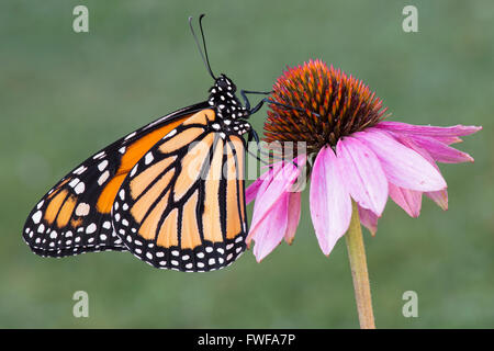 Monarch Butterfly Danaus plexippus adulto che riposa su Coneflower viola (Echinacea purpurea) Michigan USA by Skip Moody/Dembinsky Photo Assoc Foto Stock