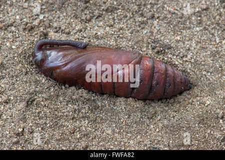 Pupa di un pomodoro Hornworm falena o Hawkmoth Five-Spotted (Manduchi quinquemaculata) USA orientale Foto Stock