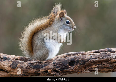 Eastern scoiattolo rosso di suoni (Tamiasciurus o Sciurus hudsonicus) e America del Nord Foto Stock