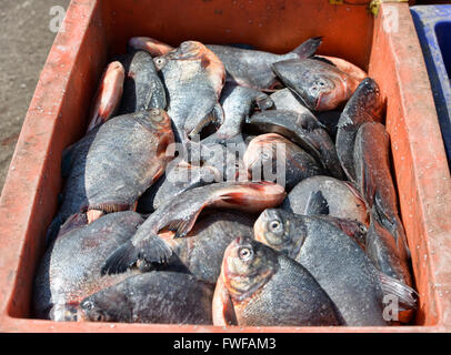 Le scene del San al contrario Pya il mercato del pesce a Yangon, Myanmar Foto Stock