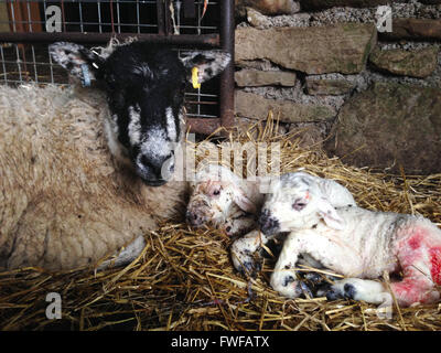 Holwick, Middleton in Teesdale, Co Durham, Regno Unito il 4 aprile 2016 non ancora 5 minuti il vecchio twin gli agnelli sono nati per una cura shearling pecora in un granaio in modo bassa fattoria in Teesdale superiore nel nord Pennine colline dove il loro periodo di figliatura oggi ha iniziato ufficialmente. (C) Kathryn Hext/Alamy Live News Foto Stock